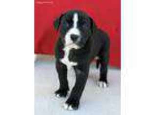 American Bulldog Puppy for sale in Yerington, NV, USA