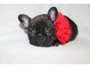 French Bulldog Puppy for sale in Altmar, NY, USA