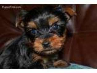 Yorkshire Terrier Puppy for sale in Oxford, AR, USA