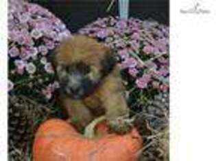 Soft Coated Wheaten Terrier Puppy for sale in Ocala, FL, USA