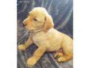 Labrador Retriever Puppy for sale in Saint Ignatius, MT, USA