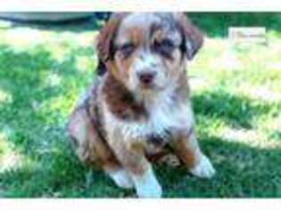 Miniature Australian Shepherd Puppy for sale in Tyler, TX, USA