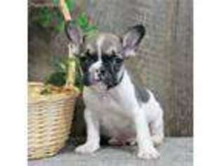 French Bulldog Puppy for sale in Grabill, IN, USA