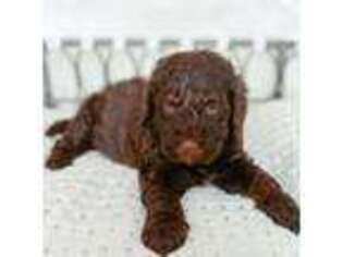 Mutt Puppy for sale in Spanish Fork, UT, USA