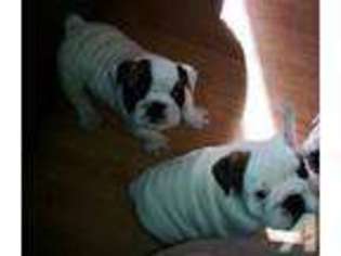 Bulldog Puppy for sale in CLIMAX, NC, USA
