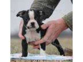 Boston Terrier Puppy for sale in Lamar, MO, USA