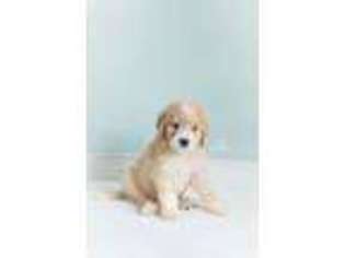 Goldendoodle Puppy for sale in Bunnell, FL, USA
