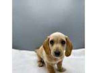 Dachshund Puppy for sale in Strasburg, OH, USA