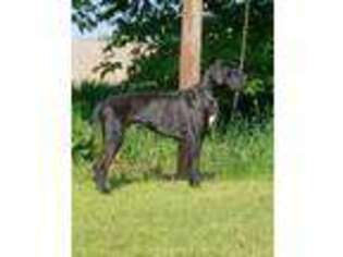 Great Dane Puppy for sale in Hobart, IN, USA