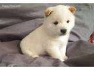 Shiba Inu Puppy for sale in Leadville, CO, USA