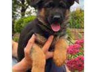 German Shepherd Dog Puppy for sale in Yelm, WA, USA