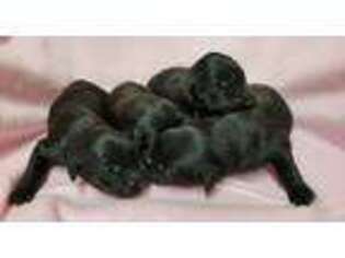 Flat Coated Retriever Puppy for sale in Lexington, IN, USA