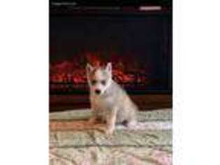 Siberian Husky Puppy for sale in Brandon, FL, USA