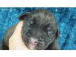 Mastiff Puppy for sale in Joplin, MO, USA