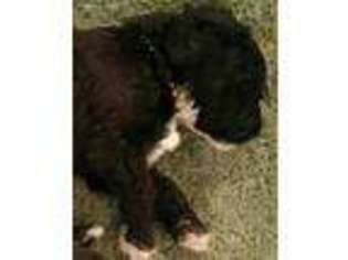 Portuguese Water Dog Puppy for sale in Phelan, CA, USA