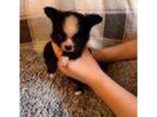 Chihuahua Puppy for sale in Cullowhee, NC, USA