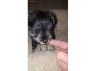 Mutt Puppy for sale in Carson City, NV, USA