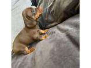 Dachshund Puppy for sale in Harrison, NJ, USA