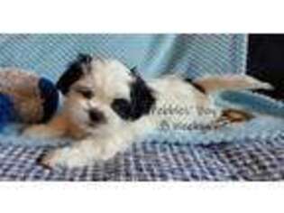Maltese Puppy for sale in Citrus Heights, CA, USA