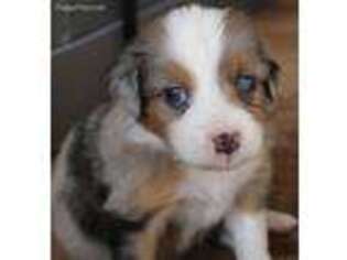 Miniature Australian Shepherd Puppy for sale in Defiance, MO, USA