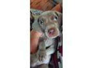 Weimaraner Puppy for sale in Williamston, SC, USA
