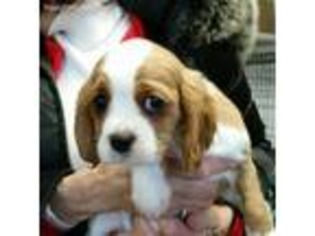 English Toy Spaniel Puppy for sale in North Brunswick, NJ, USA