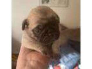 Pug Puppy for sale in Bridgeport, CT, USA