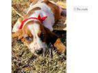 Basset Hound Puppy for sale in Fort Smith, AR, USA