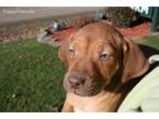 Rhodesian Ridgeback Puppy for sale in Schenectady, NY, USA