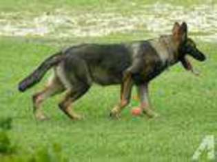 German Shepherd Dog Puppy for sale in GLENDON, NC, USA
