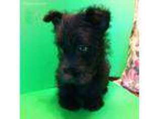 Scottish Terrier Puppy for sale in Mansfield, AR, USA