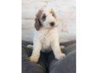 Goldendoodle Puppy for sale in Natural Bridge, VA, USA