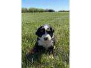 Bernese Mountain Dog Puppy for sale in Stickney, SD, USA