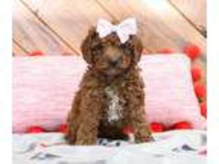 Cavapoo Puppy for sale in Lancaster, OH, USA