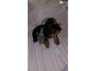 Yorkshire Terrier Puppy for sale in Iowa Falls, IA, USA