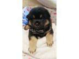 Shiba Inu Puppy for sale in Mason City, IA, USA