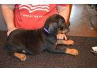Doberman Pinscher Puppy for sale in Fairmont, WV, USA