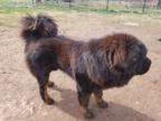 Tibetan Mastiff Puppy for sale in Westernport, MD, USA