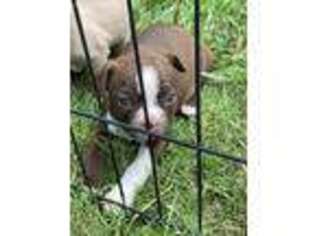 Boston Terrier Puppy for sale in Uniontown, OH, USA