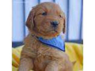 Golden Retriever Puppy for sale in New Plymouth, ID, USA