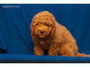 Cavapoo Puppy for sale in Carthage, TN, USA