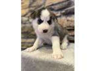 Mutt Puppy for sale in Coopersburg, PA, USA