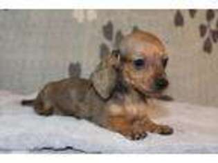 Dachshund Puppy for sale in Richland, MO, USA