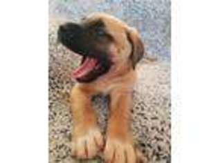 Mastiff Puppy for sale in Ligonier, PA, USA