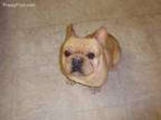 French Bulldog Puppy for sale in Roswell, NM, USA