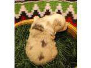 Miniature Australian Shepherd Puppy for sale in New London, MN, USA