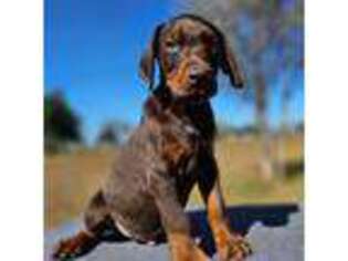 Doberman Pinscher Puppy for sale in Gulf Shores, AL, USA
