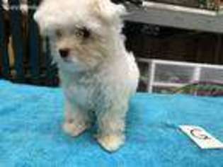 Maltese Puppy for sale in Ivanhoe, TX, USA