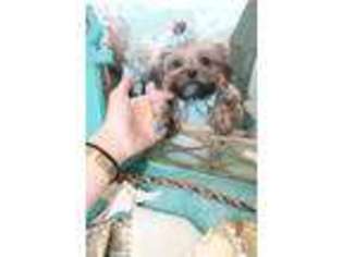 Shorkie Tzu Puppy for sale in Fort Lauderdale, FL, USA
