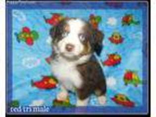 Miniature Australian Shepherd Puppy for sale in Iron River, MI, USA